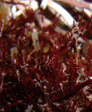 Black surfperch eat the small organisms living on macroalgae, such as these skeleton shrimp.: Photograph by Dan Okamoto courtesy of NSF